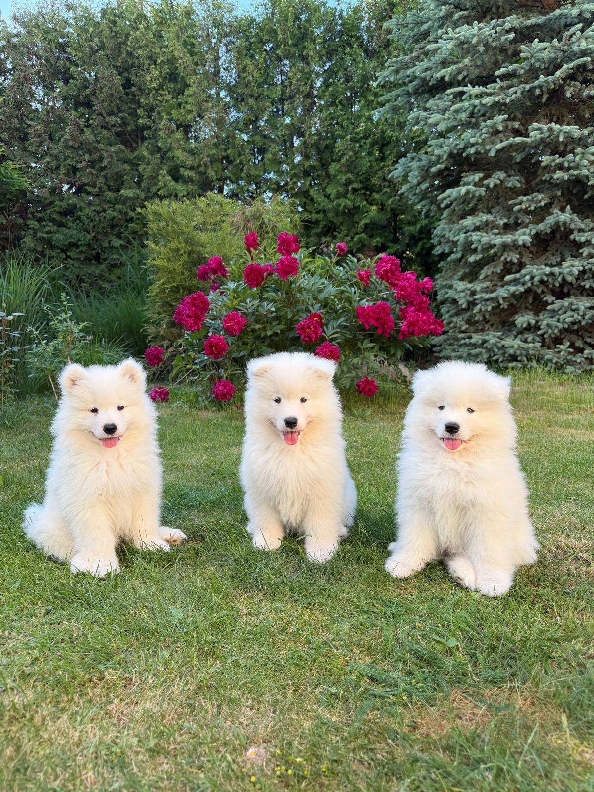 Cały miot A – szczenięta Samoyed